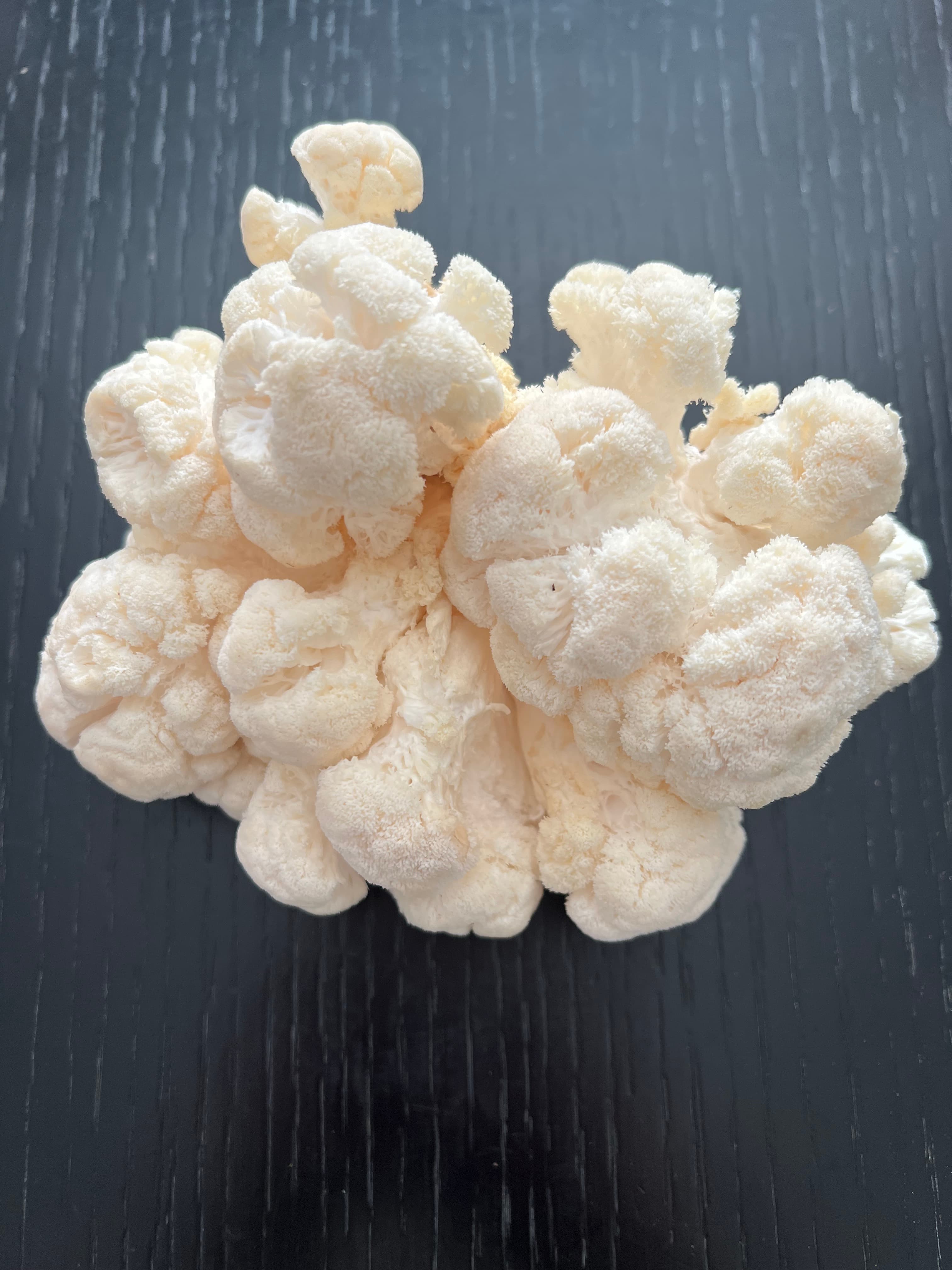 Fresh lion's mane mushroom with cascading white spines