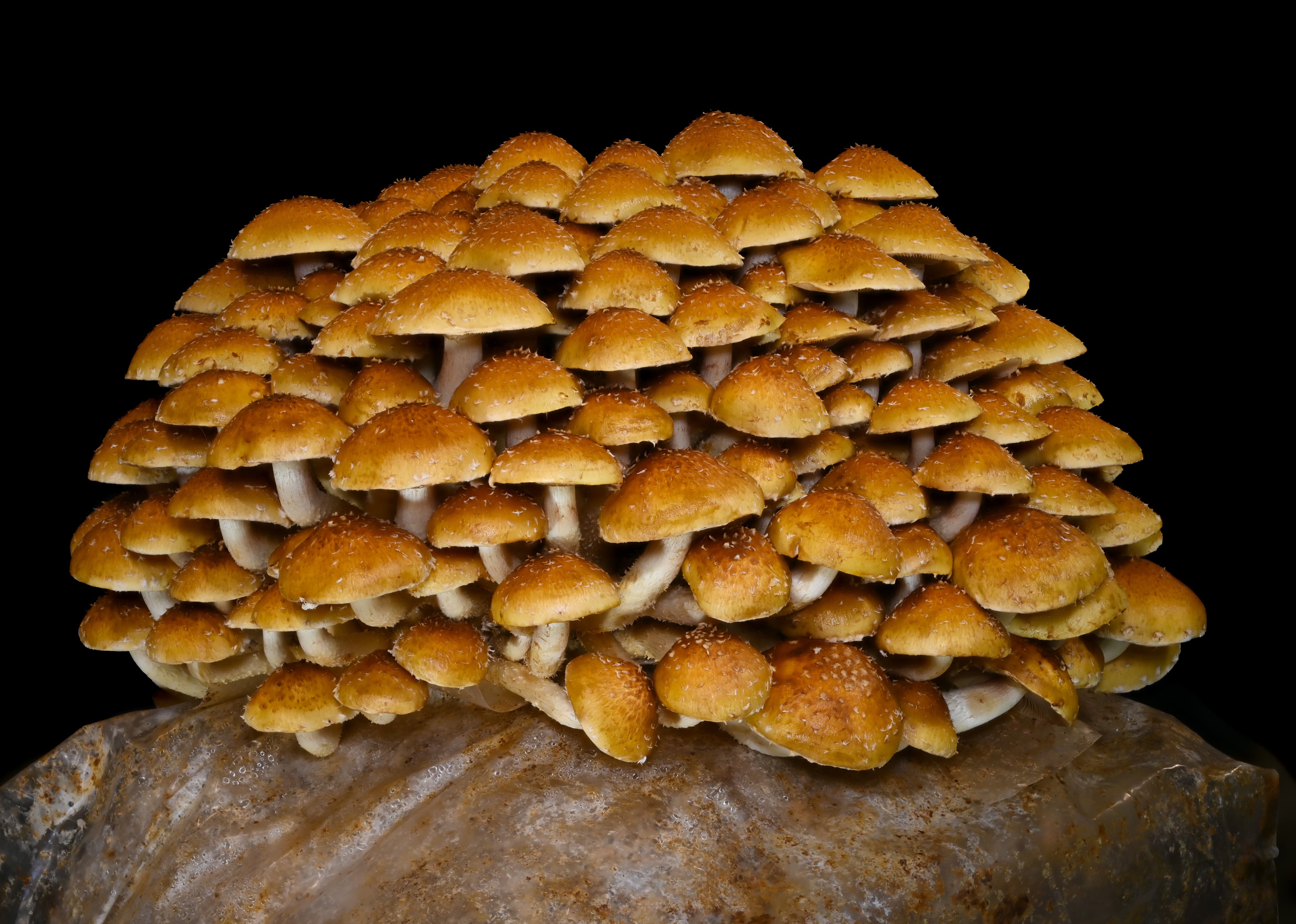 Cluster of cultivated chestnut mushrooms