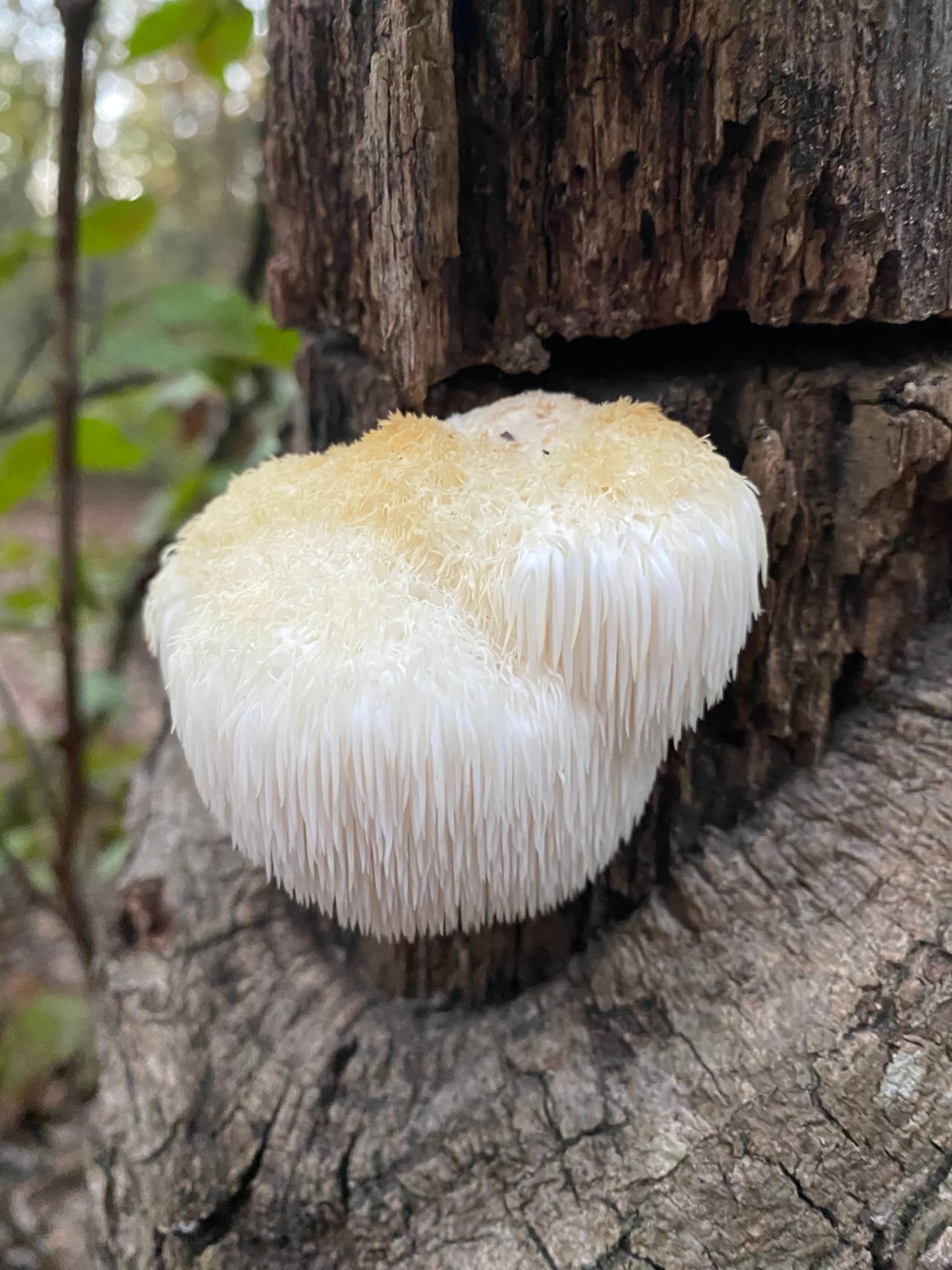 Fresh lion's mane mushroom with cascading white spines
