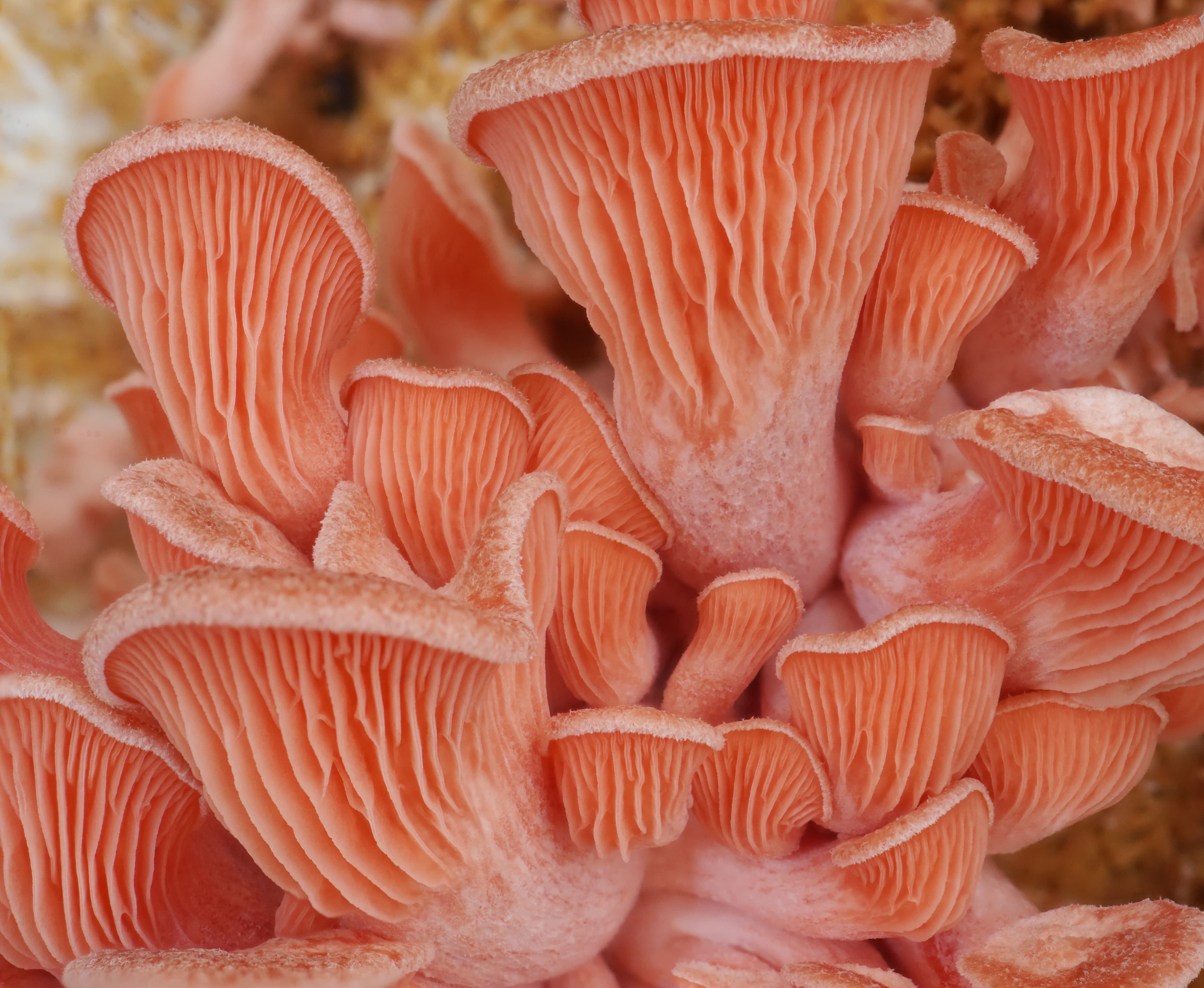 Pink oyster mushroom cluster with vivid fan-shaped caps